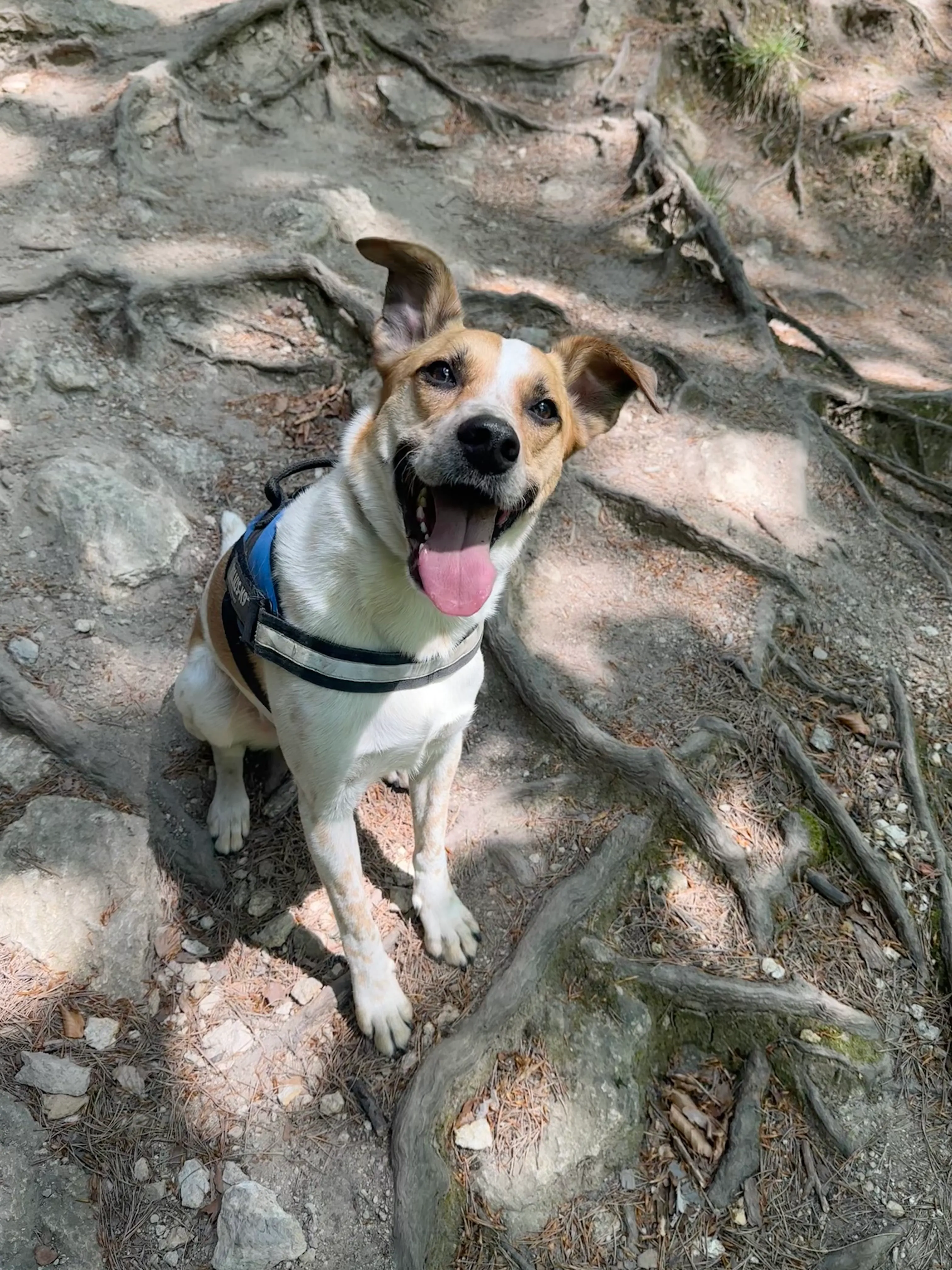 My dog